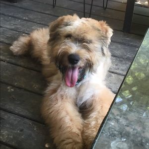 Meet your Posher, Regan